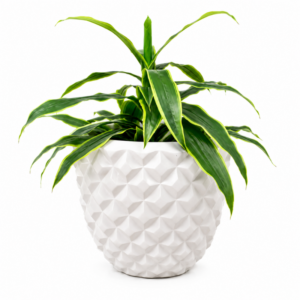 Piña