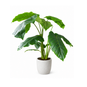 Hoja Elegante