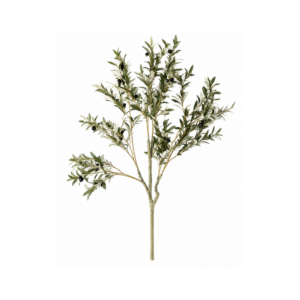 Olivo